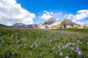 Fototapeta premium Blooming meadows in the summer landscapes of the caucasus mountains in Russia