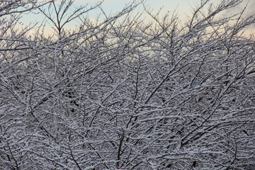 冬の風景　細い枝にまで雪が付着した葉の無い木