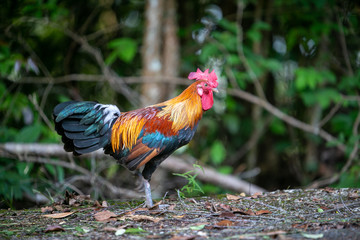 rooster in the garden