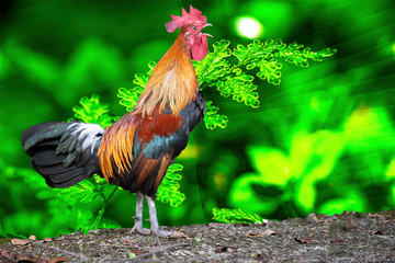 rooster in the grass