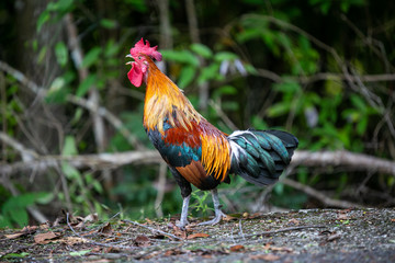rooster in the garden