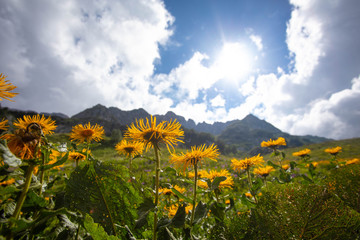 Blooming meadows in the summer landscapes of the caucasus mountains in Russia
