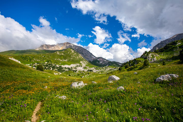 Fototapeta premium Blooming meadows in the summer landscapes of the caucasus mountains in Russia