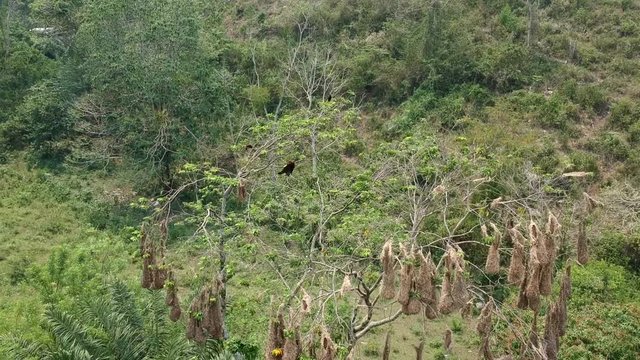 An awesome tree full of nests of black oropendolas