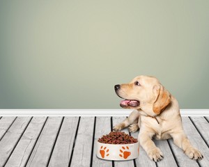 Dog.