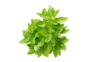 Basil in a pot isolated on white background.
