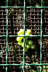 Green grapes behind bars strive for freedom.