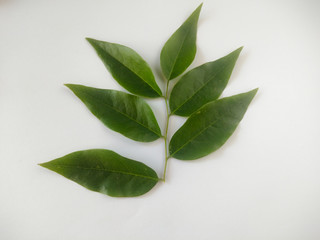 Fresh Phyllanthus acidus or cermai green leaves on white background