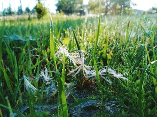 green grass in the field