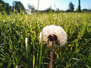 dandelion in the grass