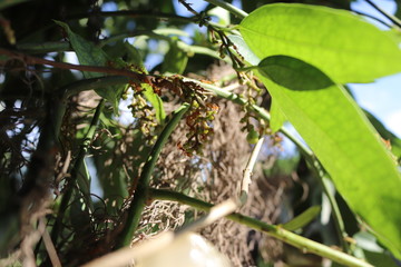 tree in the jungle and red ant