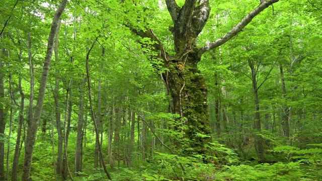 白神山地岳岱の４００年山毛欅の景観