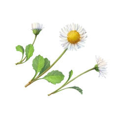 Common daisy flower hand drawn pencil illustration isolated on white with clipping path