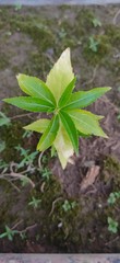 closeup shot of leaves with visible patterns on it