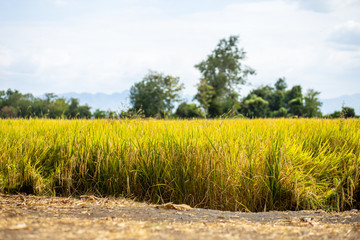 Agriculture golden rice field under blue sky at contryside. farm, growth and agriculture concept.