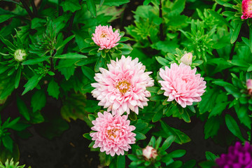 Fototapeta premium Romantic flowers bloom in heart shape. High quality photo