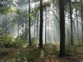 Morning in the forest