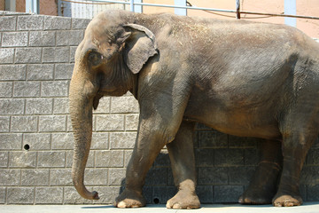 動物園のアフリカゾウ