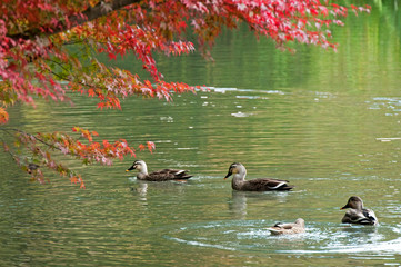優雅に泳ぐ鴨と紅葉