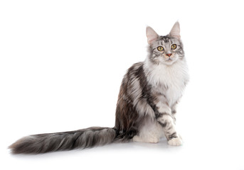 maine coon cat