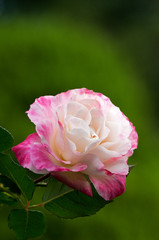 ピンクの大輪の花ディスティニー