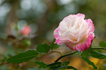 ピンクの大輪の花ディスティニー