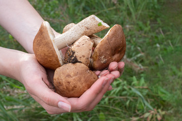Close-up of female hands are holding mushrooms collected in the forest. Fresh, tasty, boletus....