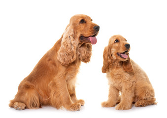 two cocker spaniel in studio