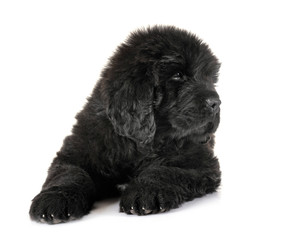 puppy newfoundland dog