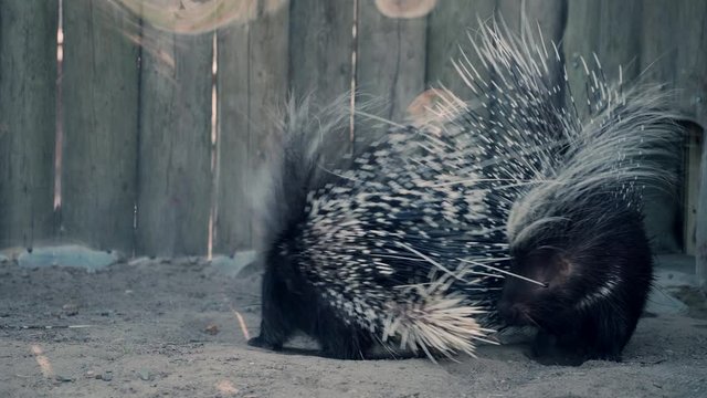 A Pair Of Crested Porcupine Circling And Fighting Inside Their Cage At The Granby Zoo, Quebec, Canada.  - wide shot