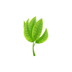 Fototapeta premium Branch with green fresh tea leaves, realistic vector illustration isolated.
