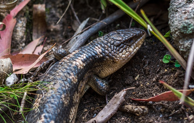 australian lizard in a forest