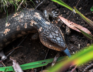 blue tongue lizard with a tongue out