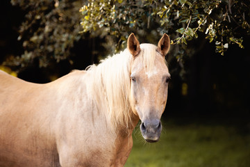 Naklejka premium Palomino stallion in green grass pasture at sunset. Cream horse portrait. 