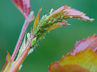Green aphids on rose leaves.
These are insects that are no more than 6 mm in length and are brown...