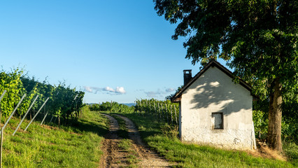 Weinberge im Schwarzwald, Baden Württemberg, Deutschland