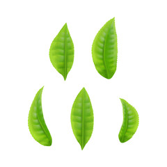 Set of green or fresh black tea leaves realistic vector illustration isolated.