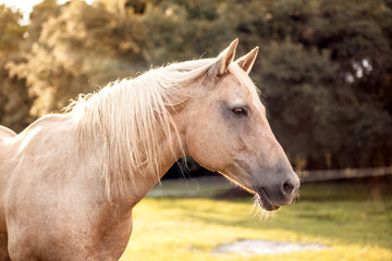 Obraz na płótnie Canvas Palomino stallion in green grass pasture at sunset. Cream horse portrait. 