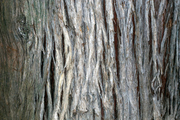 close up of a pine tree trunk