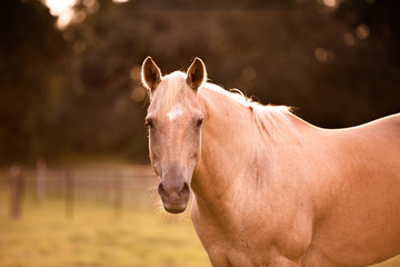 Palomino stallion in green grass pasture at sunset. Cream horse portrait. 