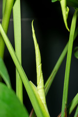New shoot of horsehead philodendron (Philodendron selloum)