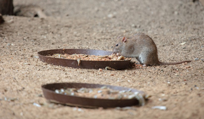 Brown rat eating from metal plate
