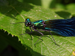 Libellule bleue-verte