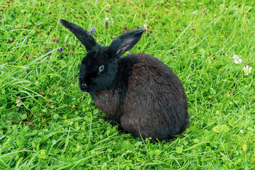 Black rabbit among grass and flowers