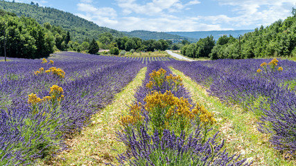 Lavendelfeld in voller Blüte, Provence, Còte d´Azur, Frankreich