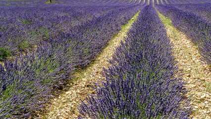 Lavendelfeld in voller Blüte, Provence, Còte d´Azur, Frankreich