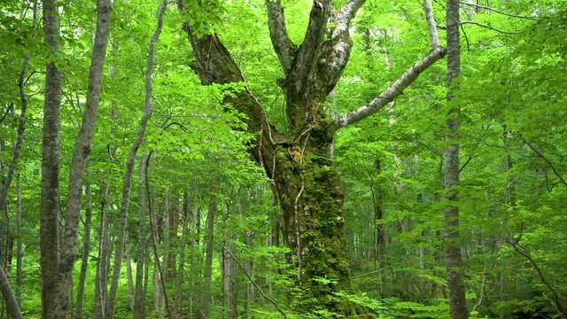 白神山地岳岱の４００年山毛欅の景観
