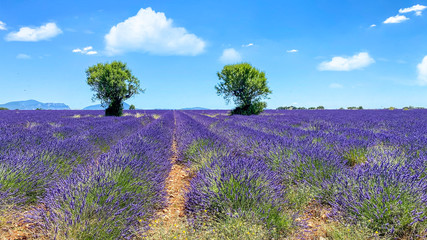 Lavendel in voller Bl&uuml;te, Champ de Levante, Provence, C&ograve;te d&acute;Azur, Frankreich