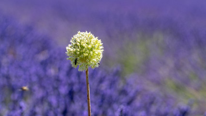 Einzelne Blüte in mitten von Lavendel, Champ de Levante, Provence, Còte d´Azur, Frankreich