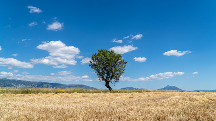 Einzelner Baum, Champ de Levante, Provence, Còte d´Azur, Frankreich